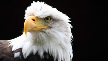 Bald Eagle - featers, wildlife, portrait, raptor