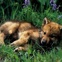 Wolf cub