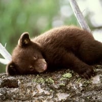 Bear cub