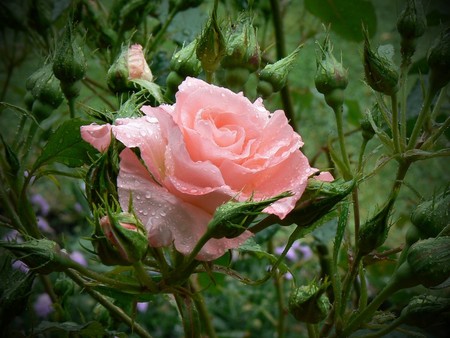 Pink rose - flowers, roses