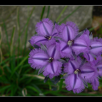 Purple flowers