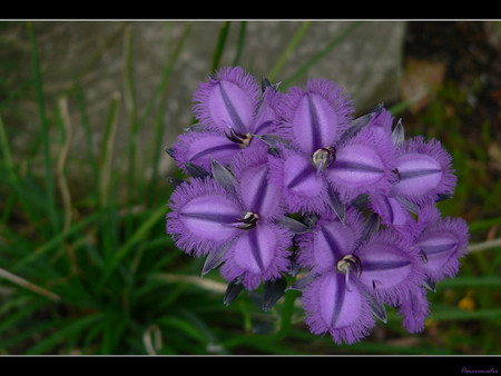 Purple flowers - purple, flowers