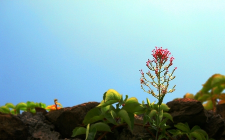 Stemming into day - nature, flowers