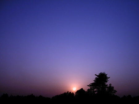 Purple Sky - purple, sky, sunset, tree silhouette