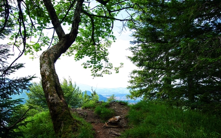 Growing high - nature, forests