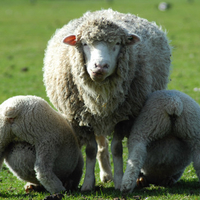 Lambs with mum