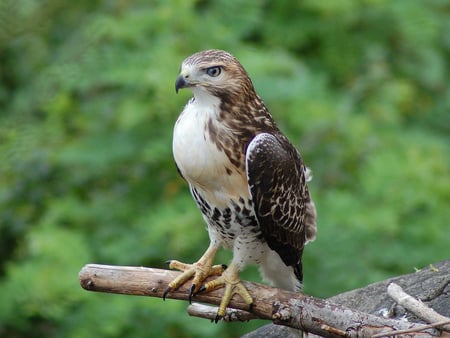 Hawk on perch - hawk, trees, perch