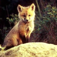 Red Fox