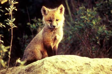 Red Fox - mound, trees, cub, red fox