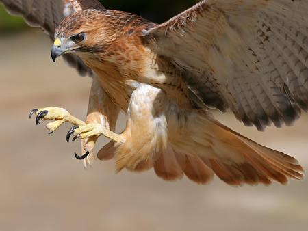 Sharp Talons - hawk, in flight, landing, bird