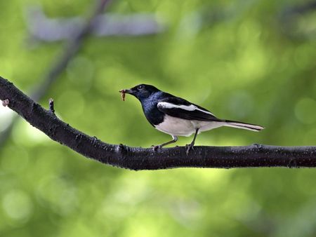 Oriental Magpie Robin - bird, branch, magpie robin