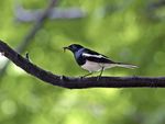 Oriental Magpie Robin