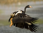 Magpie Goose