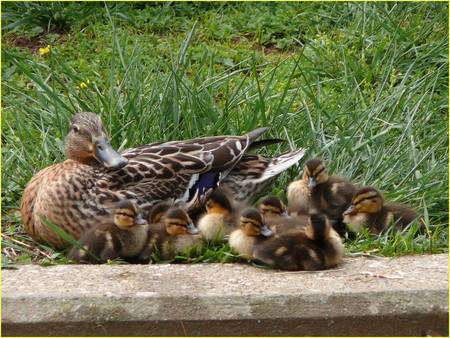 Ducklings with mum - ducklings, duck, grass