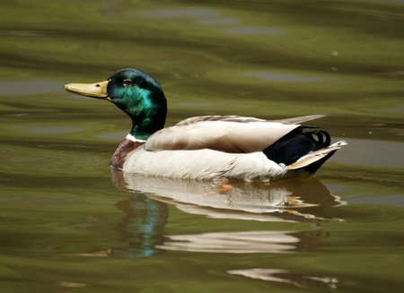 Male Mallard - male, mallard, duck, lake