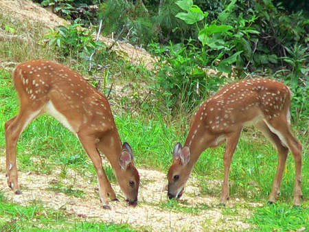 Fawns Grazing - hill, fawns, grazing, grass