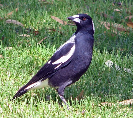 Magpie on Grass - magpie, grass, bird