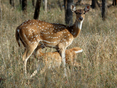 Feeding Time - fawn feeding, tall dry grass, deers