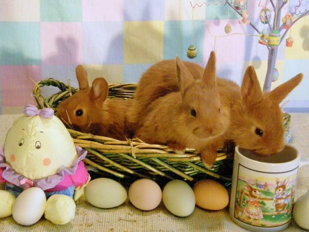 Bunny Basket - eggs, easter, basket, easter eggs, holiday, easter bunnies, bunnies, cup