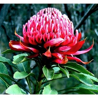 Waratah Flower