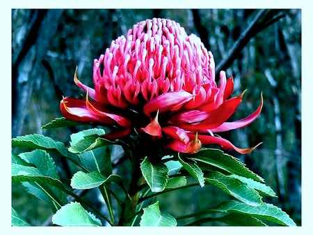 Waratah Flower - flower, waratah