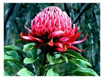 Waratah Flower