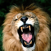 Roaring African Lion