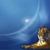 Tiger on Blue
