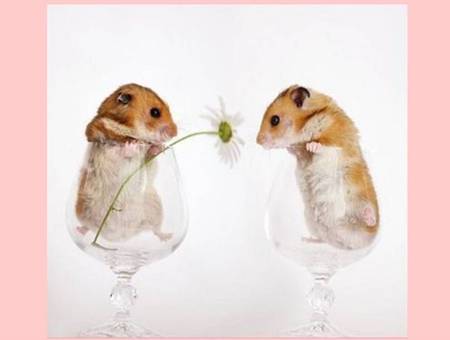 Flower for you! - 2 mice, wine glasses, flower