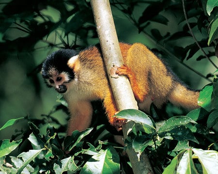 Squirrel Monkey - squirrel monkey, branch, tree