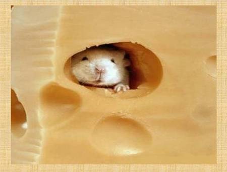 Swiss Mouse - mouse in cheese, swiss cheese