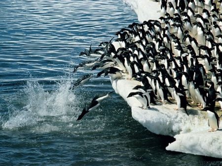 Penguin - diving, ocean, penguins, iceberg