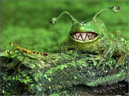 Zigzag toothed frog - tentacled eyes, zigzag teeth, dragonfly, frog, log, grass