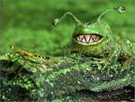 Zigzag toothed frog