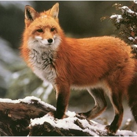 Winter Red Fox