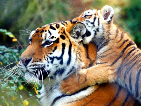 I am a loving mother too.. - cub, tiger