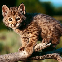 Bobcat Kitten