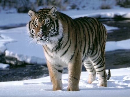 Tiger - snow, tiger