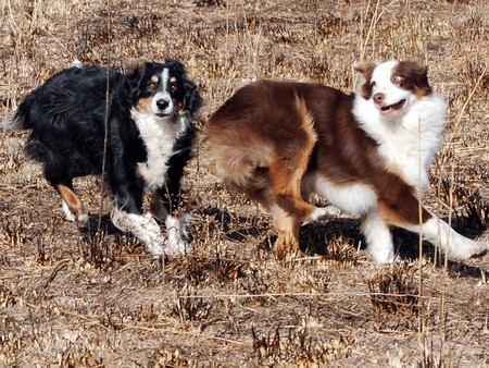 TOLD YOU NOT TO FOLLOW ME.. - brown, dogs, black