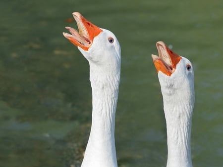 PRACTICING FOR NEXT AMERICAN IDOL.. - long, swans, necks