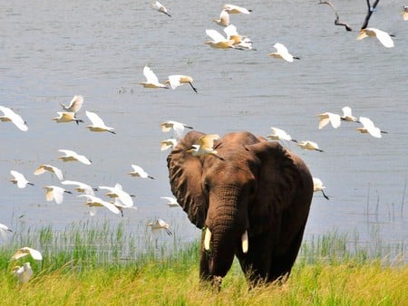 FRIENDLY WALK - elephant, birds, riverside