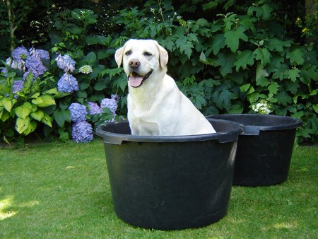 READY for a  BATH - plants, flowers, dog, basins