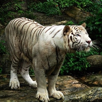 WHITE TIGER