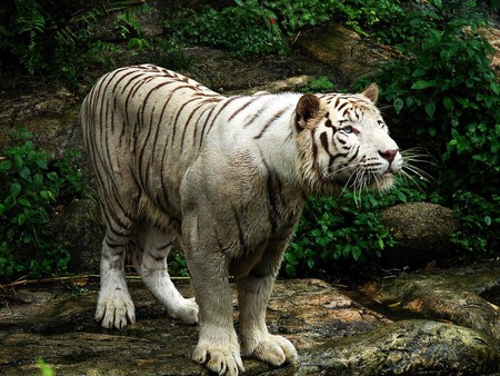 WHITE TIGER - white, chubby, fat, tiger