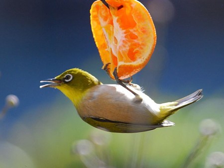 STUNT SHOW - bird, stunt, orange