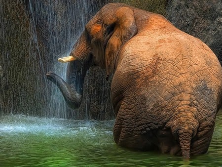 A PERFECT SHOWER - shower, elephant, falls