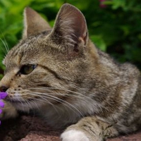 	flower lover