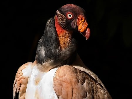 TURKEY VULTURE - scavenger, turkey, vulture