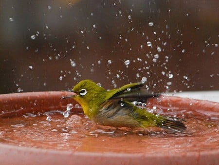 SPLASH! SPLASH!! - water, bird, bath