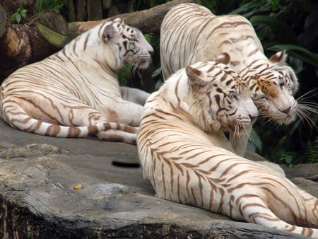 RELAXING TRIO - trio, white, relax, tigers